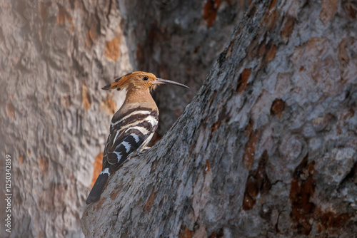 Eurasian hoopoe, Upupa epops, perching on tree trunk in nature, cinnamon coloured bird with black and white wings, tall erectile crest,  young waiting for parent feeding, juvenile in nest area photo