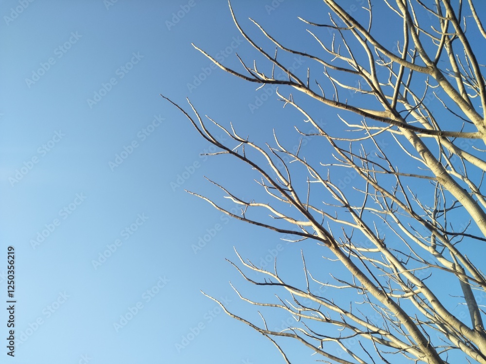 Fototapeta premium Leafless Tree Branches against blue sky