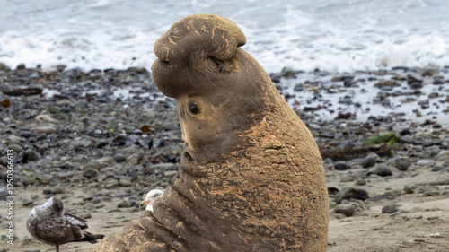A large Elephant Seal Bull on the beach