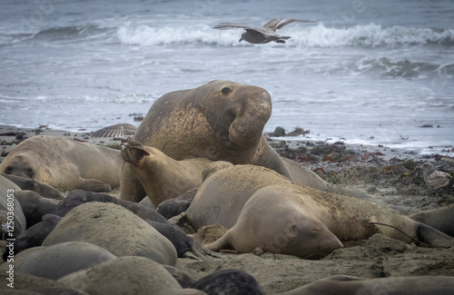 Fotografie Elephant Seal mating season is December thru March.