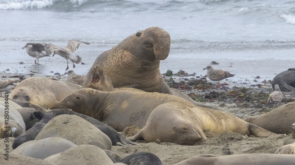 Fototapeta premium Elephant Seal mating season is December thru March.