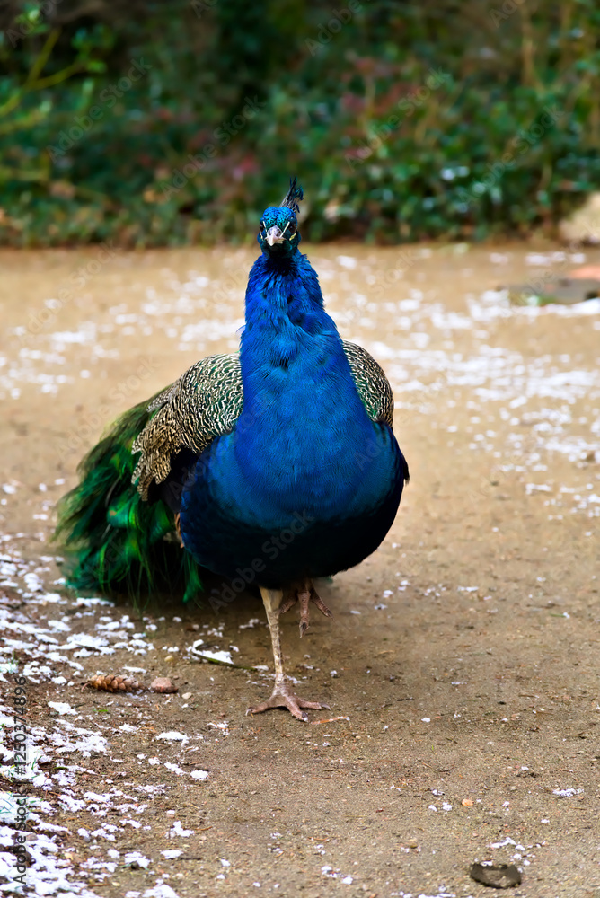 Confident Stride of a Peacock Confident Stride of a Peacock