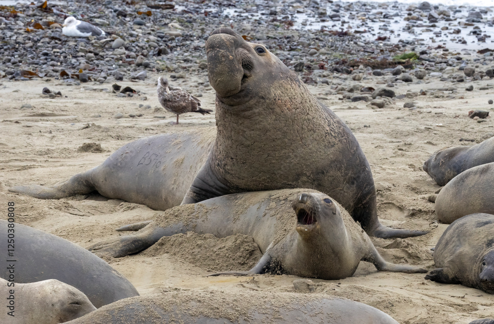 Elephant Seal mating season is December thru March. Elephant Seal mating season is December thru March.