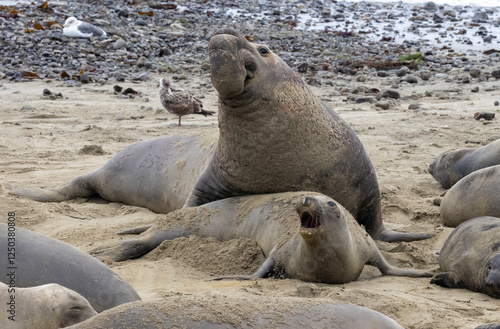 Valokuva Elephant Seal mating season is December thru March.