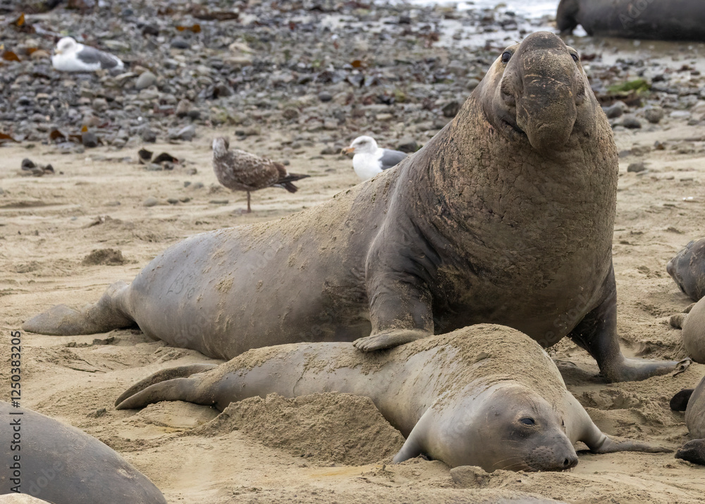 Elephant Seal mating season is December thru March. Elephant Seal mating season is December thru March.
