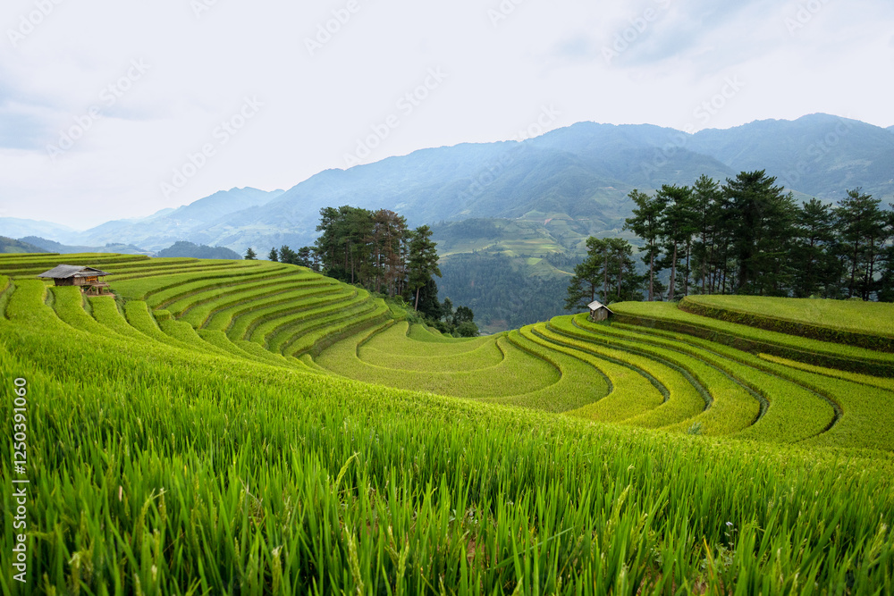 Green Rice Terraces Under a Misty Mountain Sky Green Rice Terraces Under a Misty Mountain Sky