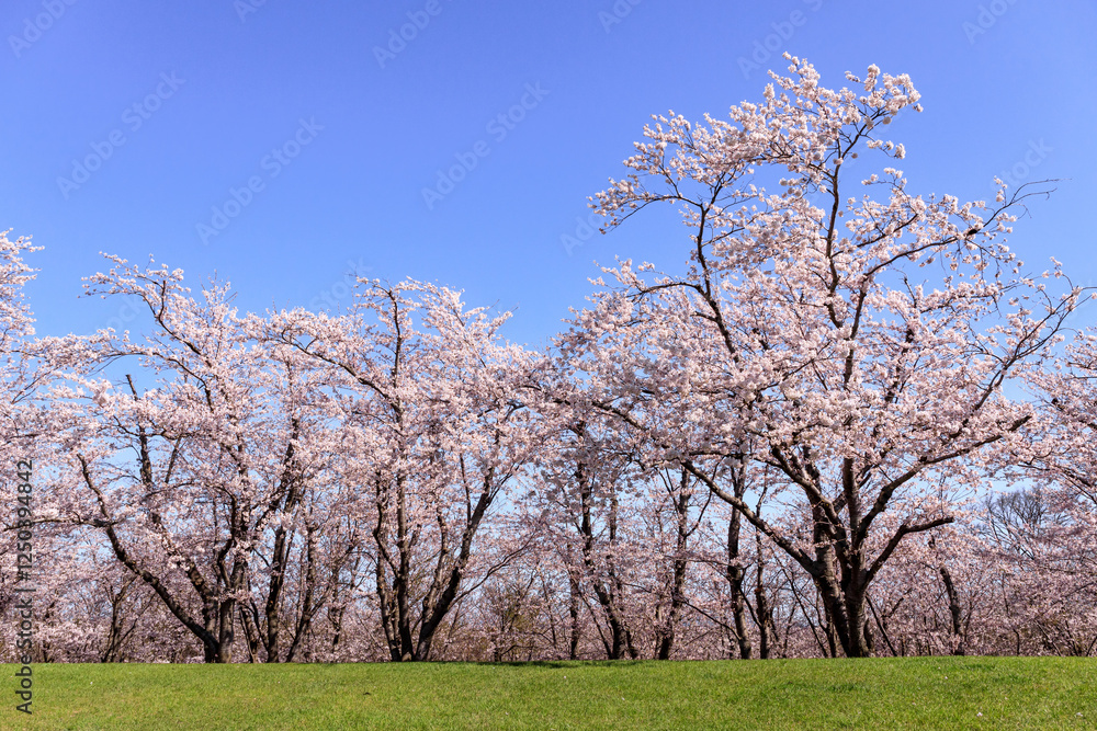 北海道石狩市、8,000本のソメイヨシノが咲き薫る戸田記念墓地公園の桜並木【5月】 北海道石狩市、8,000本のソメイヨシノが咲き薫る戸田記念墓地公園の桜並木【5月】