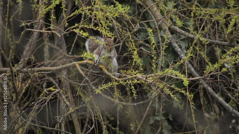 Grey Squirrel Perched On Swaying Tree Branch Eating Small Leaves Off Of Thin Branch Daytime Slow Motion Borehamwood Hertfordshire UK Grey Squirrel Perched On Swaying Tree Branch Eating Small Leaves Off Of Thin Branch Daytime Slow Motion Borehamwood Hertfordshire UK