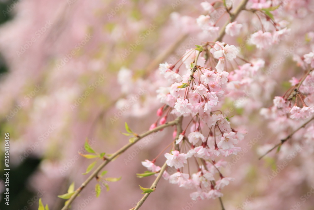Naklejka premium 満開のしだれ桜