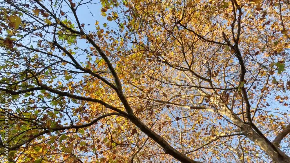 Autumn Leaves in Melbourne Park Autumn Leaves in Melbourne Park