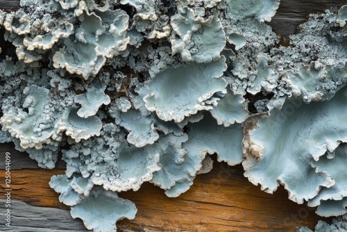 Pale blue lichen with a textured, ruffled surface grows on weathered wood. photo