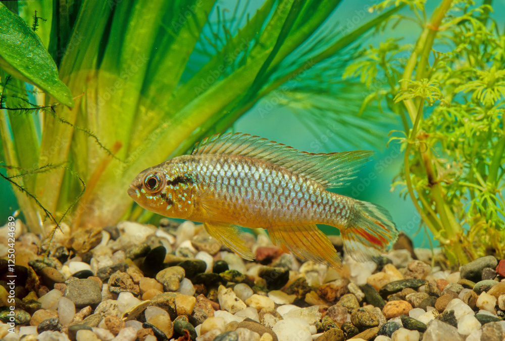 Apistogramma agassizii Apistogramma agassizii