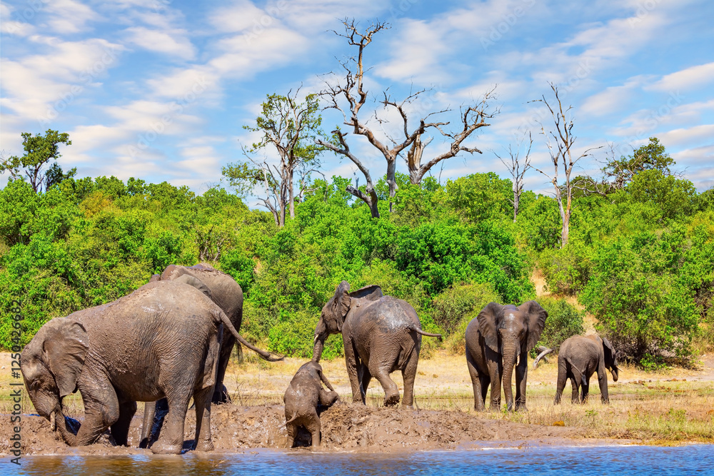 Naklejka premium Elephants bathe in mud and water