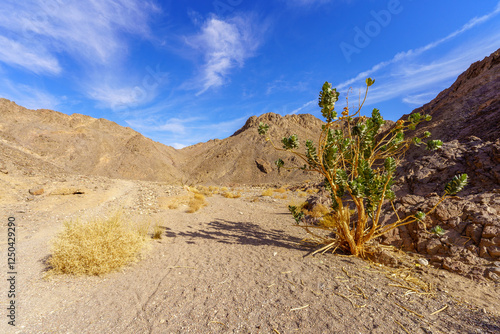 Shlomo Valley landscape in Eilat desert mountains photo