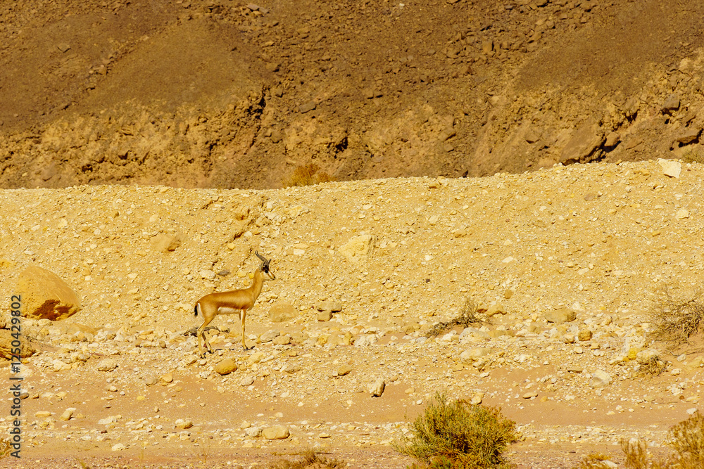 Dorcas gazelle in the Timna desert park
