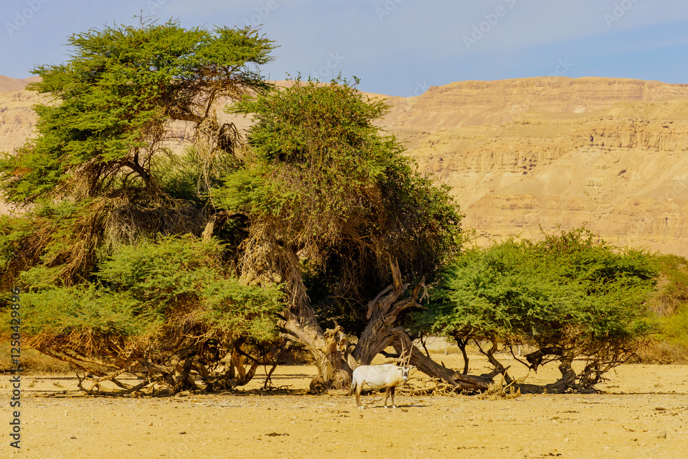 Arabian oryx, in the Yotvata Hai-Bar Nature Reserve