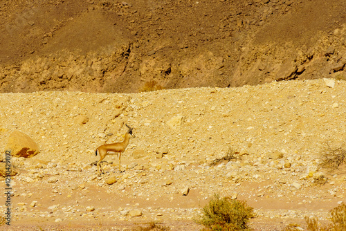 Obraz na płótnie Dorcas gazelle in the Timna desert park w salonie