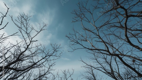 Barren tree branches reaching towards a blue sky creating a serene and abstract view of nature's tranquility and emptiness photo