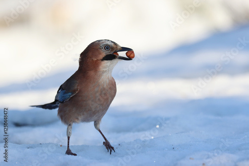 Canvas Print Euroasian Jay