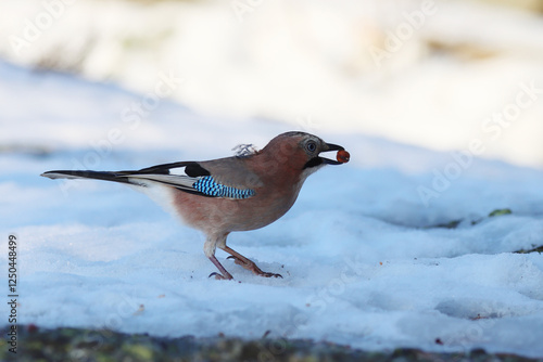 Photography Euroasian Jay