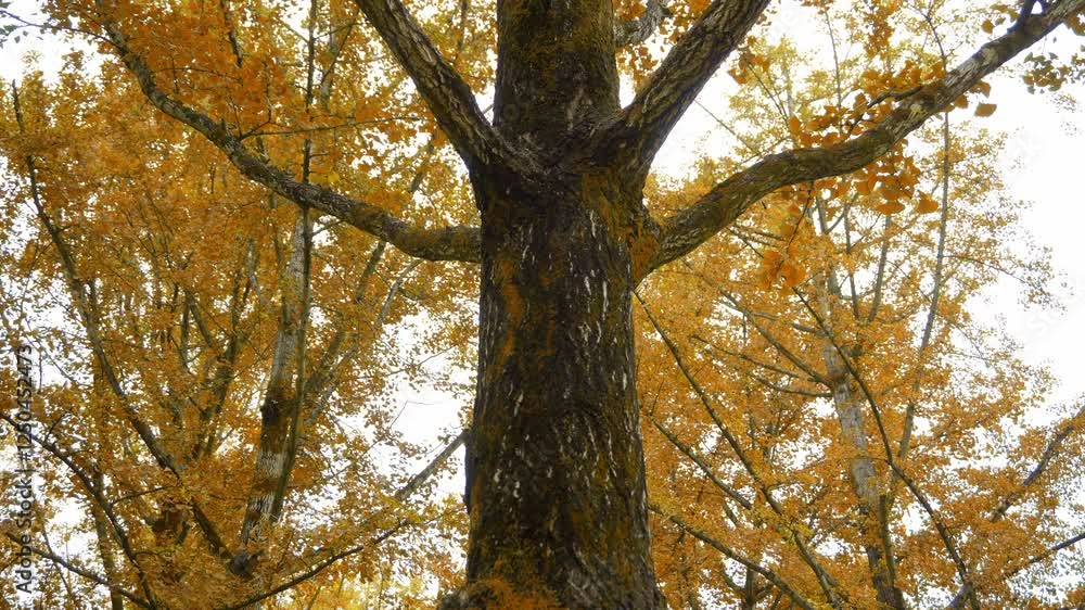 Fall ginkgo tree displaying stunning golden leaves in a tranquil setting Fall ginkgo tree displaying stunning golden leaves in a tranquil setting