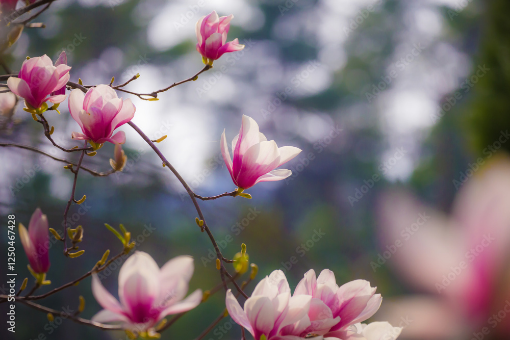 木蓮の花
木蓮の花