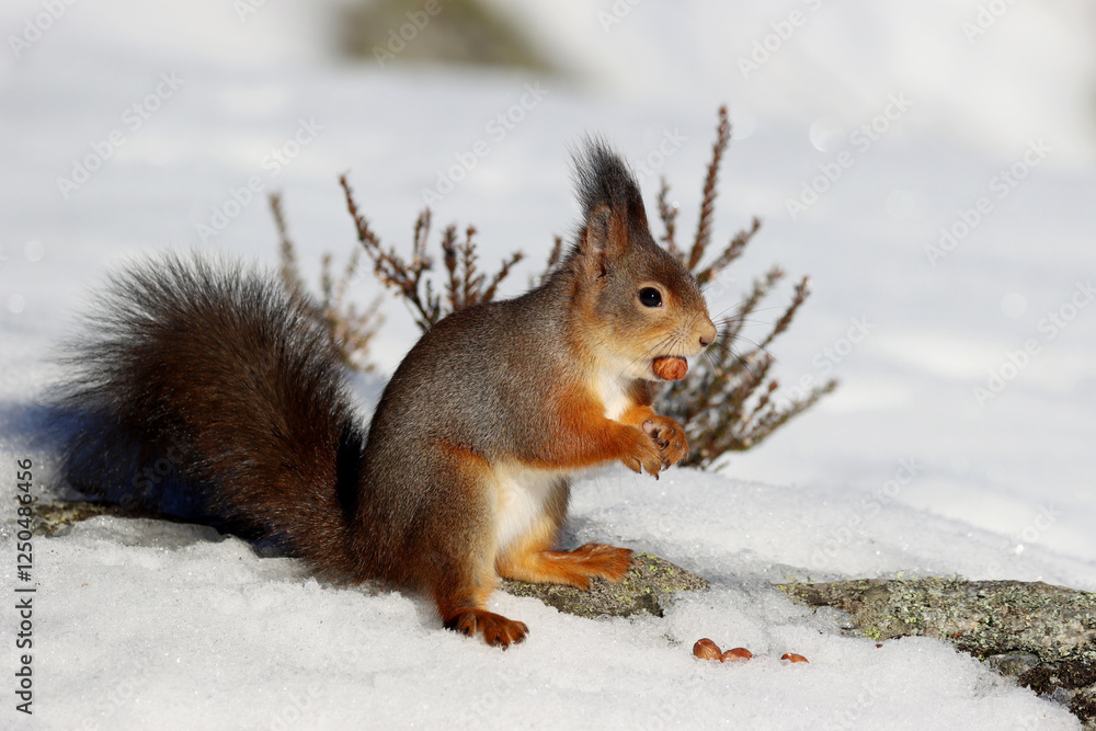 Squirrel Squirrel
