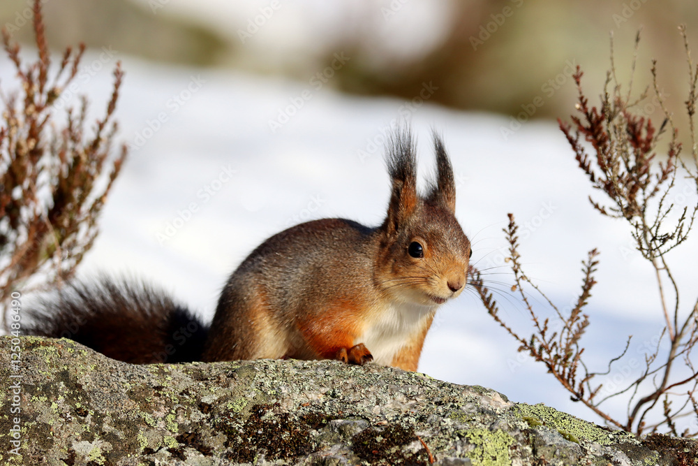Squirrel Squirrel
