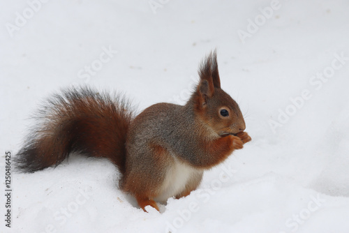 Obraz na płótnie Squirrel