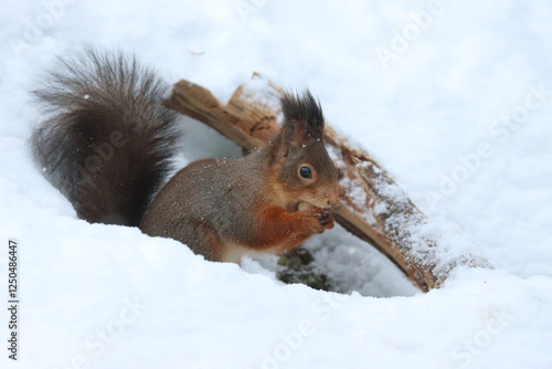 Photography Squirrel