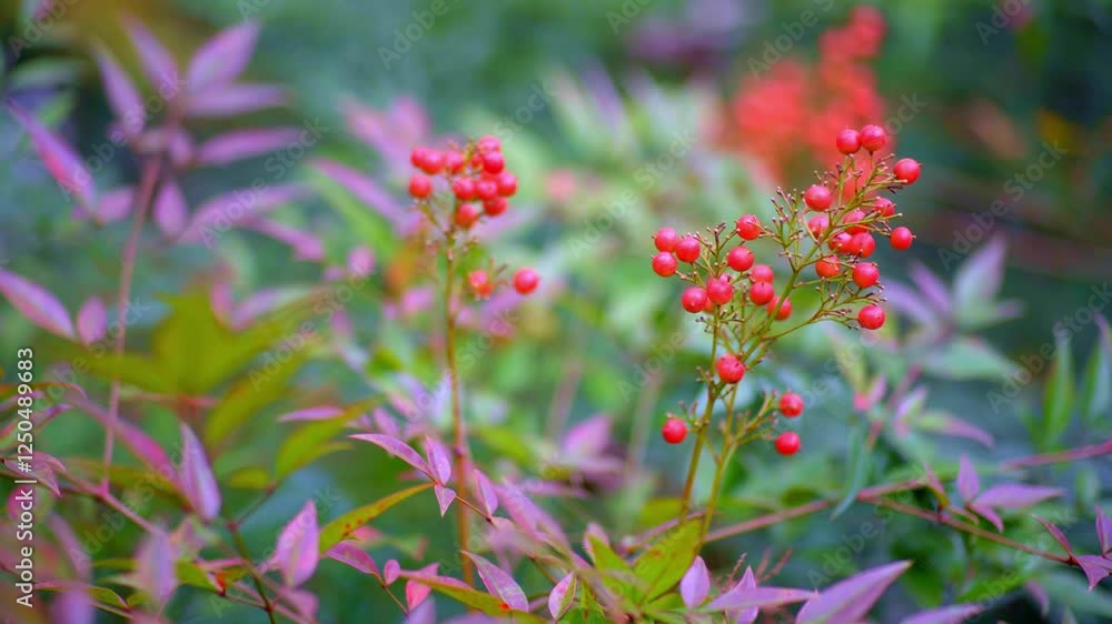 Explore vibrant plant fruits in serene mountain forests during the fall season Explore vibrant plant fruits in serene mountain forests during the fall season