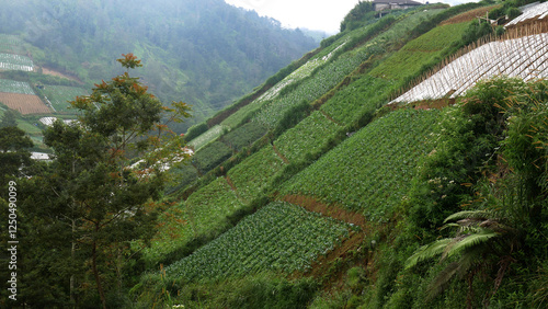 Terraced farming that optimizes sloping land in mountainous areas for farming by planting various types of vegetables. The background of tropical forest with dense green trees is visible.