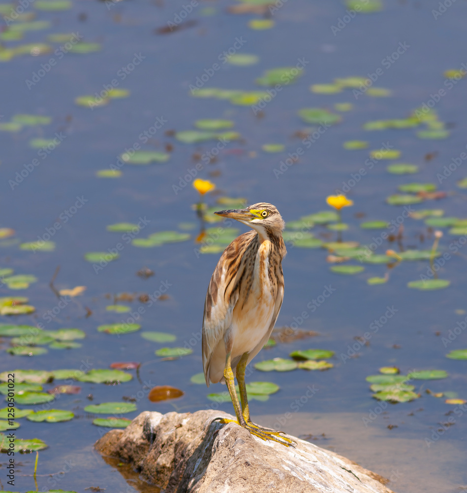 big water bird on grass, Squacco Heron, Ardeola ralloides
