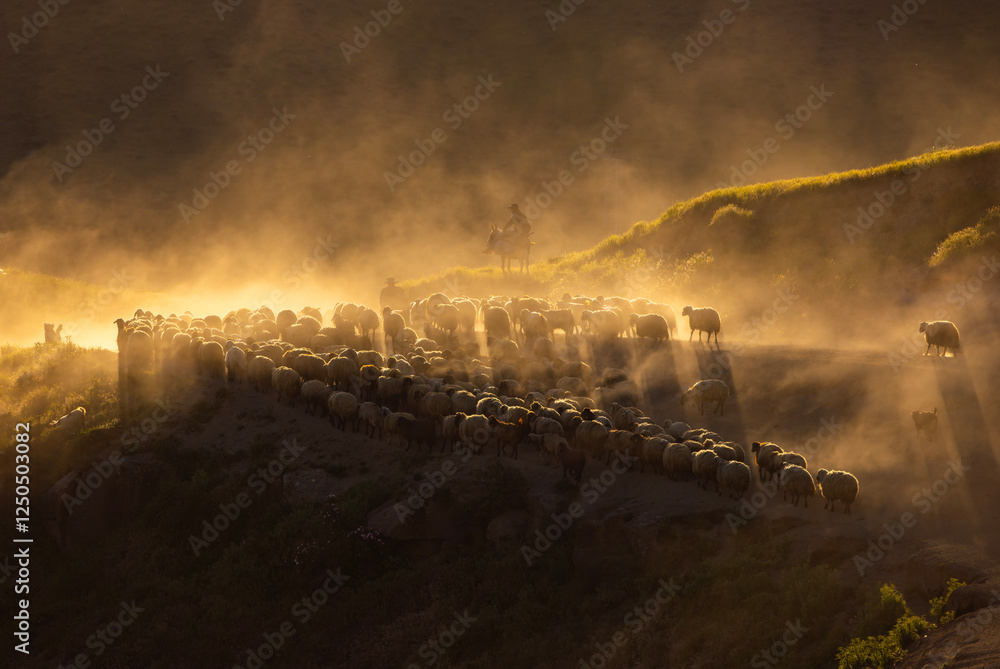 There is a flock of sheep grazing in the dust on the mountain, brown sheep, dust, there is a hazy air that has risen into the air. Sheep are moving quickly in rows Tatvan