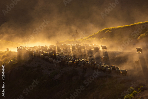 Obraz na płótnie There is a flock of sheep grazing in the dust on the mountain, brown sheep, dust, there is a hazy air that has risen into the air. Sheep are moving quickly in rows Tatvan w salonie