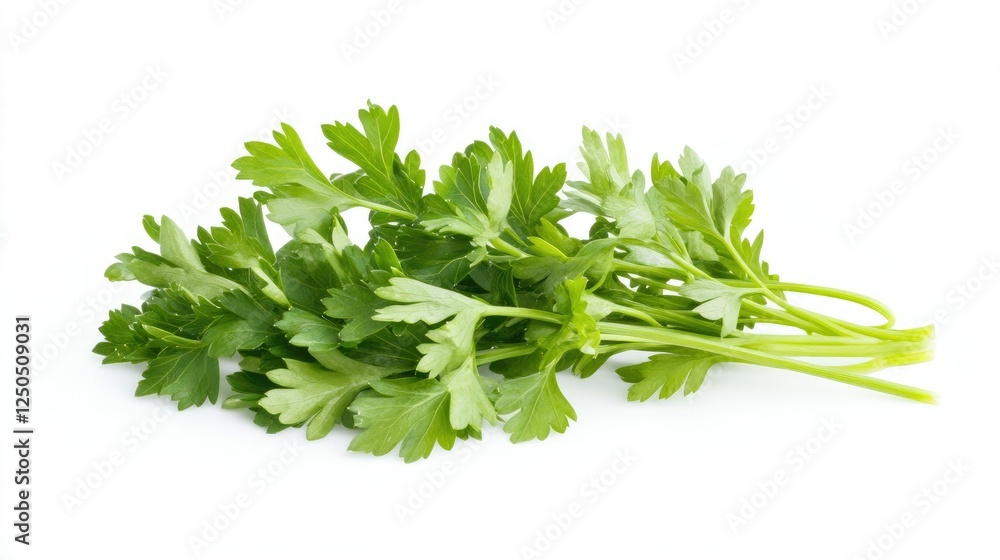 A fresh sprig of parsley with lush green leaves, ideal for culinary presentations and healthy food concepts. A fresh sprig of parsley with lush green leaves, ideal for culinary presentations and healthy food concepts.