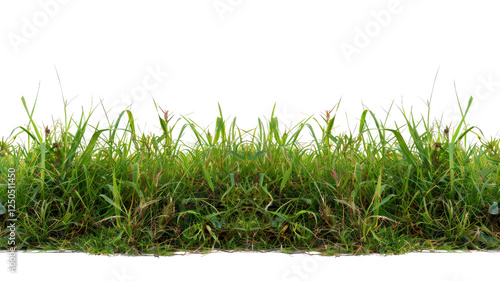 Green grass isolated against a transparent background 