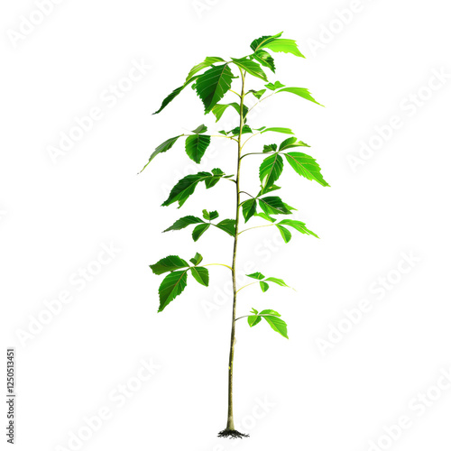 Young green plant and growing sprout with root isolated on transparent background 