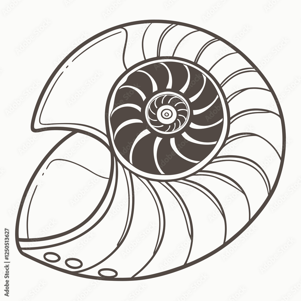 fossilized ammonite resting fossilized ammonite resting