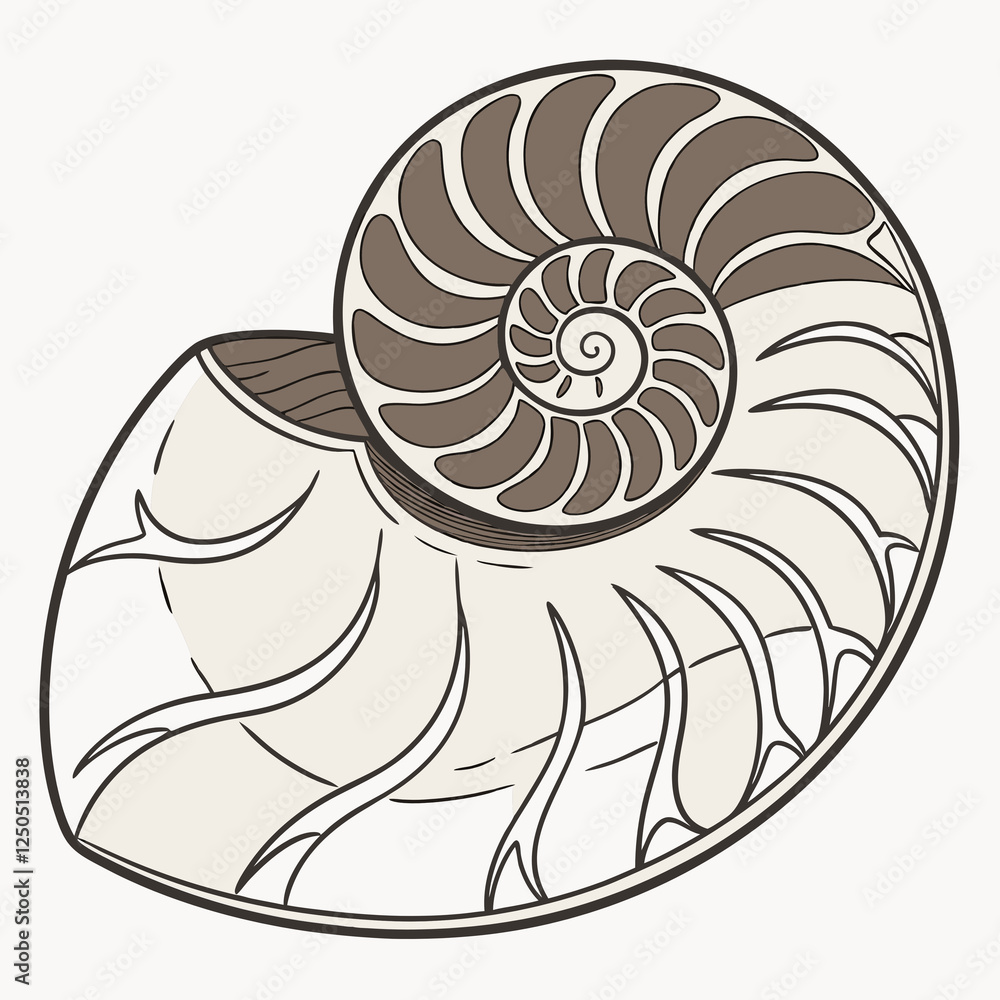 fossilized ammonite resting fossilized ammonite resting
