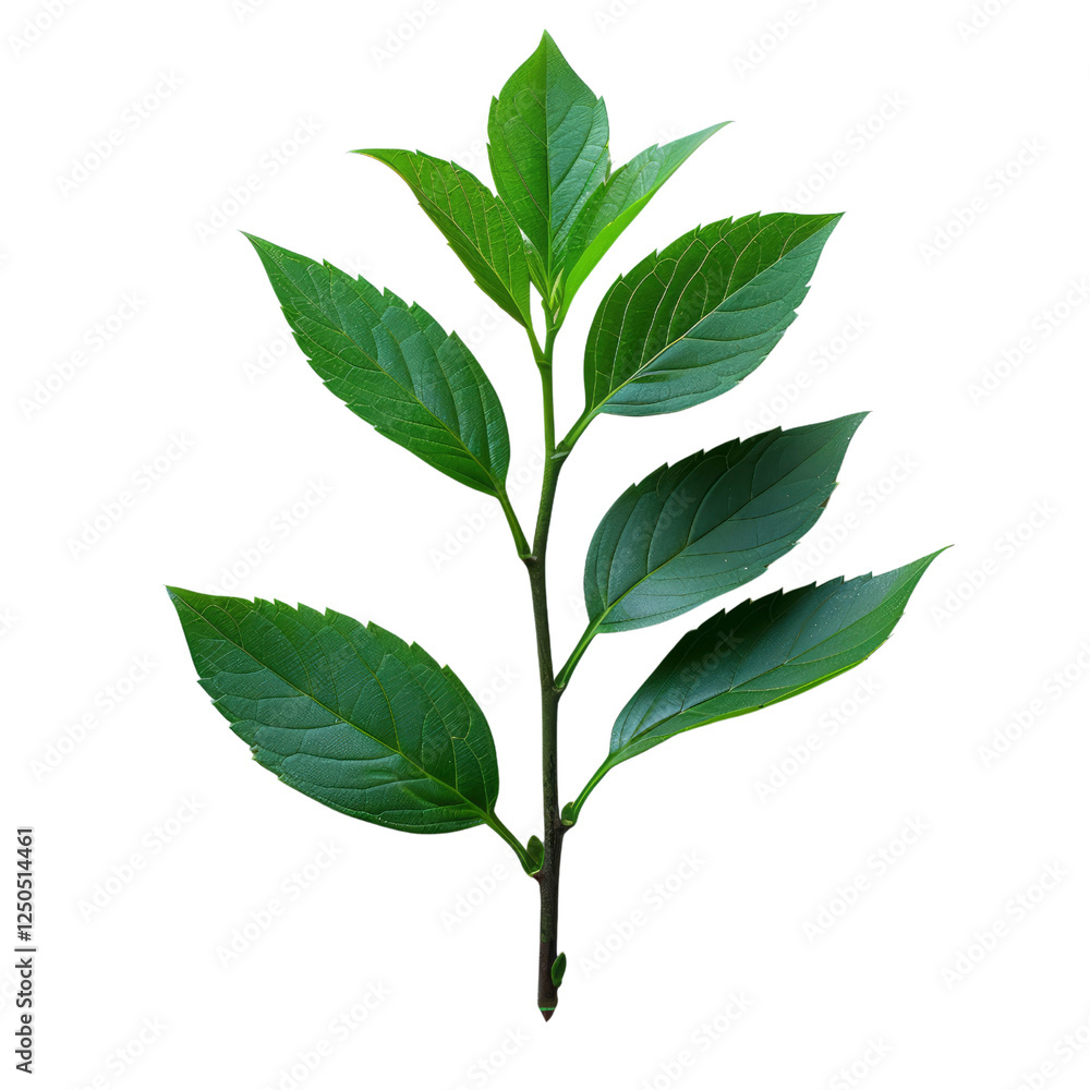 Fototapeta premium fresh green leaves with branch isolated on transparent background, piece of plant