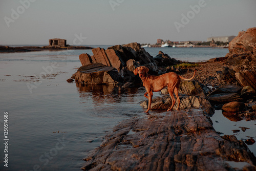 Red dog at sunset on the stone waterbank photo