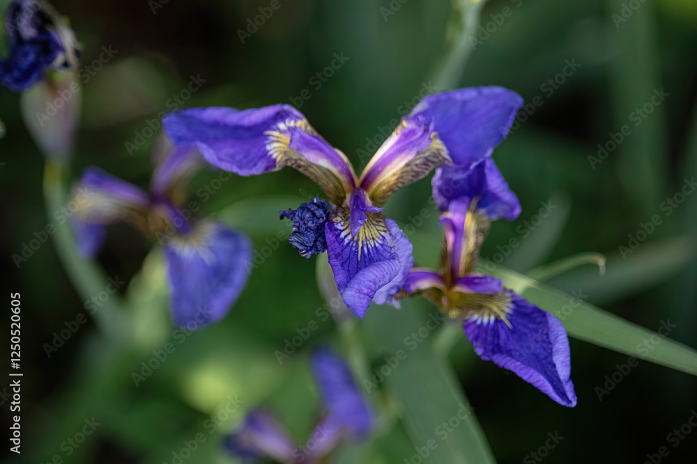 Top of purple Siberian Iris flower growing near Twin Lakes on a summer day in Alaska. Top of purple Siberian Iris flower growing near Twin Lakes on a summer day in Alaska.