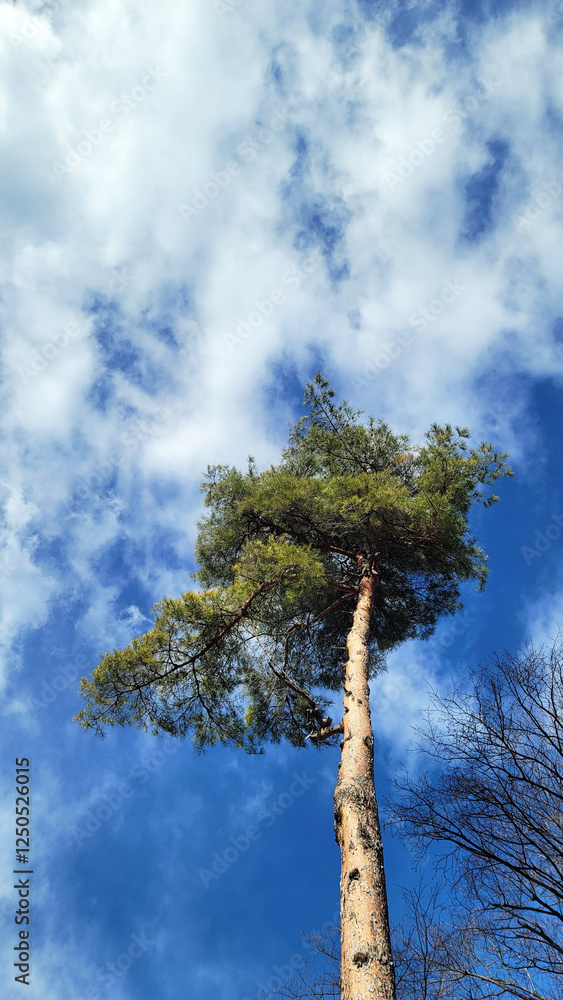 Fototapeta premium 天高く伸びる細い木／A thin tree that grows high into the sky／하늘 높이 늘어나는 얇은 나무