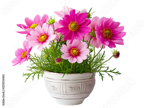 Wallpaper Mural Vibrant pink cosmos flowers in decorative pot indoor floral arrangement natural beauty Torontodigital.ca