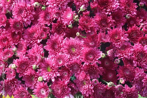 Chrysanthemum Orange flower or red Jamanthi flower in the full background photo