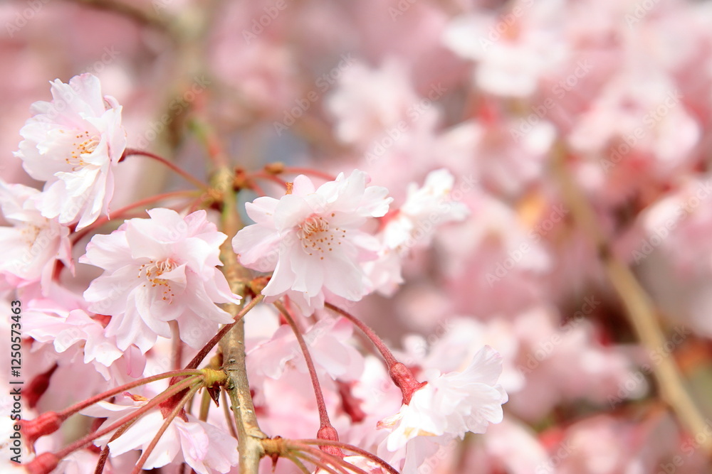満開のしだれ桜