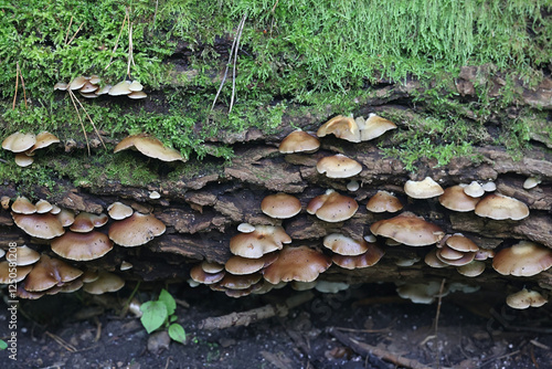 Crepidotus mollis, known as peeling oysterling, soft slipper or jelly crep., wild mushroom from Finland photo