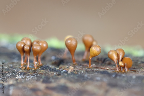 Hemitrichia calyculata, commonly known as push pin slime mold photo