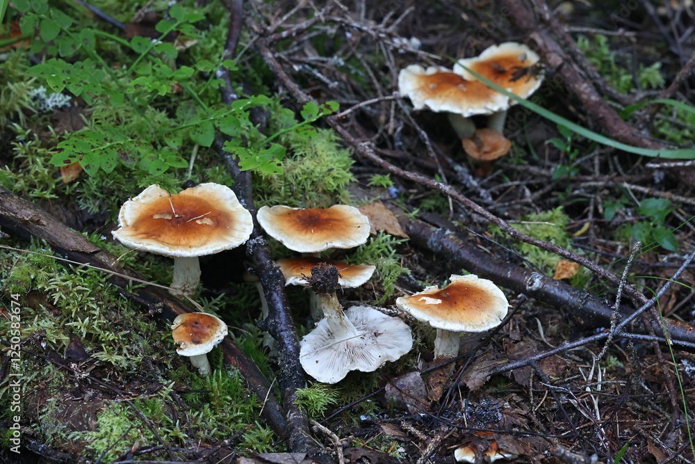 Pholiota lubrica, scalycap mushroom from Finland, no common English name Pholiota lubrica, scalycap mushroom from Finland, no common English name